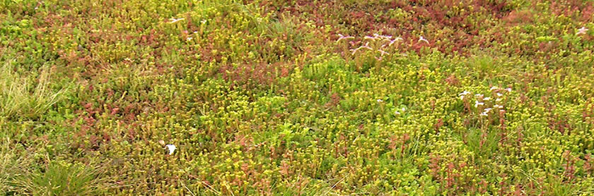 Green & Brown Roofs